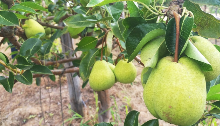 ASN Rio Grande do Norte - Agência Sebrae de Notícias
