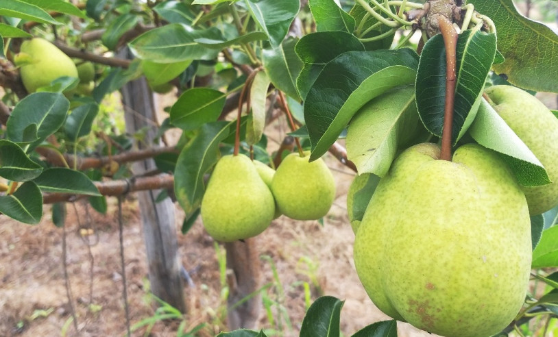 ASN Rio Grande do Norte - Agência Sebrae de Notícias
