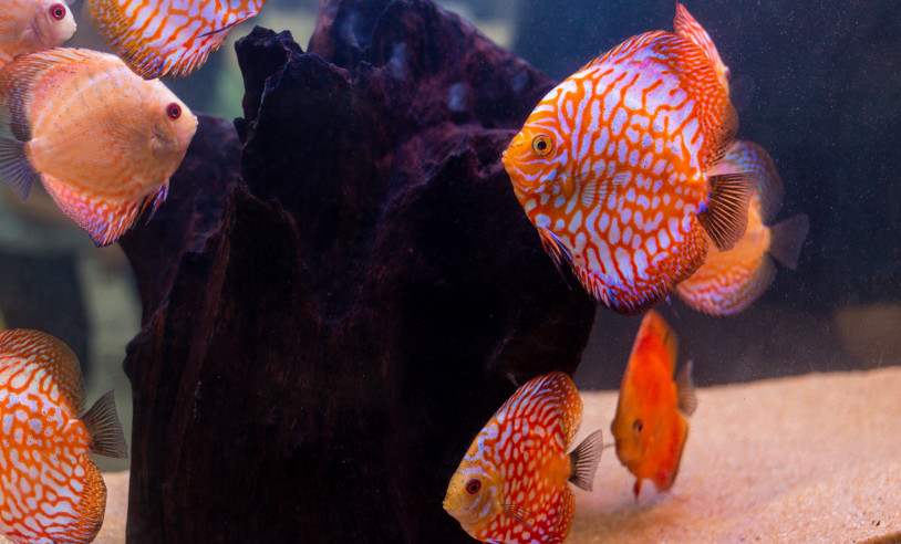 ASN Rio Grande do Norte - Agência Sebrae de Notícias