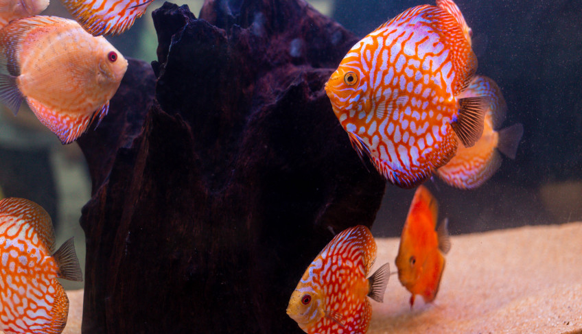 ASN Rio Grande do Norte - Agência Sebrae de Notícias