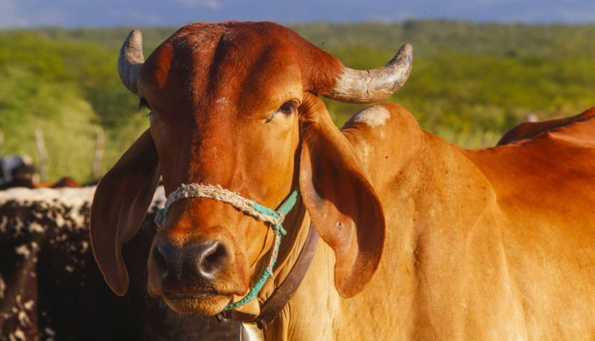 ASN Rio Grande do Norte - Agência Sebrae de Notícias