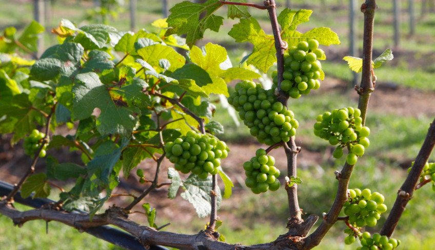 ASN Rio Grande do Norte - Agência Sebrae de Notícias