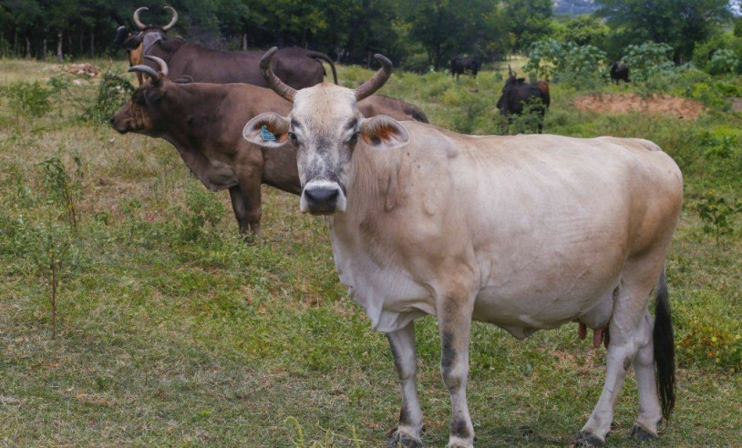 ASN Rio Grande do Norte - Agência Sebrae de Notícias