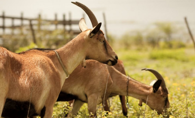 ASN Rio Grande do Norte - Agência Sebrae de Notícias