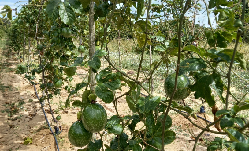 ASN Rio Grande do Norte - Agência Sebrae de Notícias