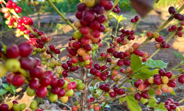 ASN Rio Grande do Norte - Agência Sebrae de Notícias
