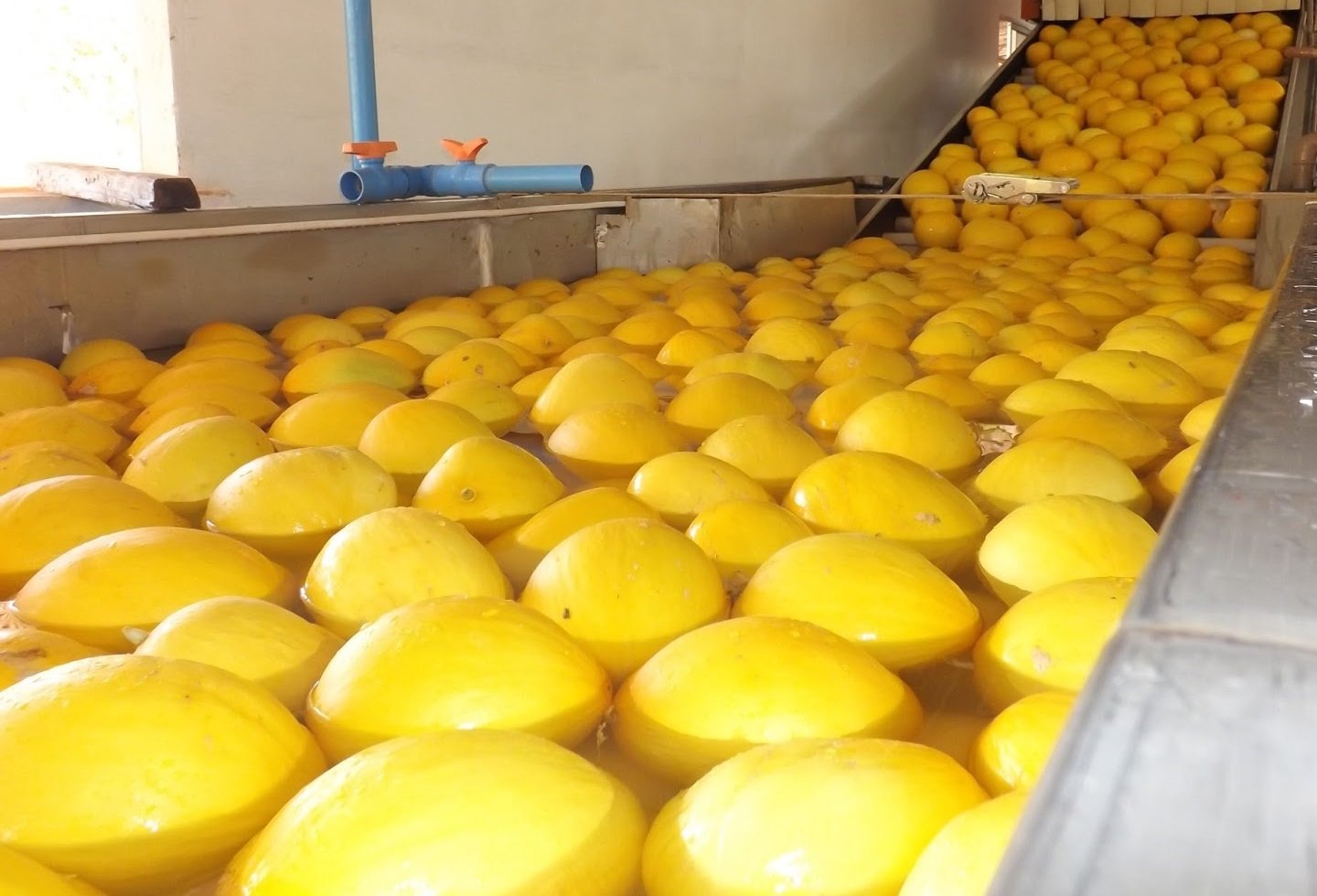 Exporta&ccedil;&otilde;es de mel&atilde;o ca&iacute;ram 36,2% nos dois primeiros meses do ano