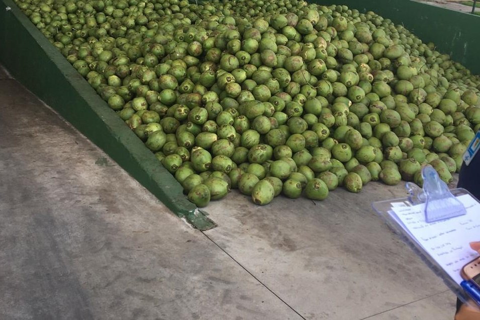 A mat&eacute;ria-prima deve ser do coco e a bebida n&atilde;o pode ter aditivos edulcorantes 