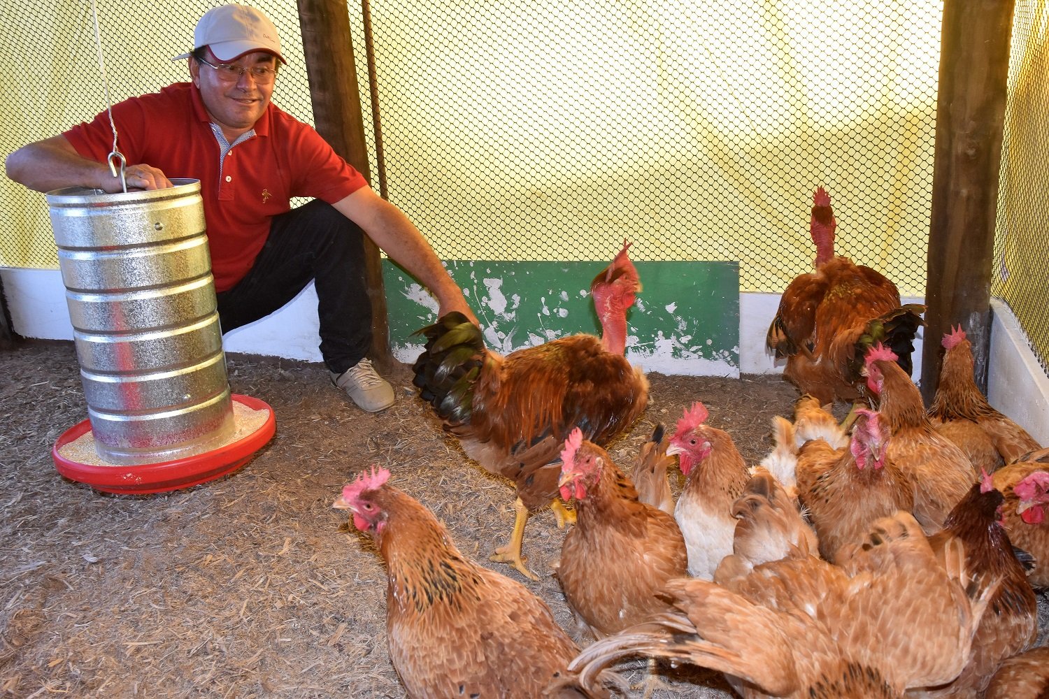 Avicultura caipira &eacute; uma atividade promissora para o RN