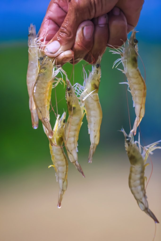 O portal traz informa&ccedil;&otilde;es sobre v&aacute;rias atividades econ&ocirc;micas, como a carcinicultura