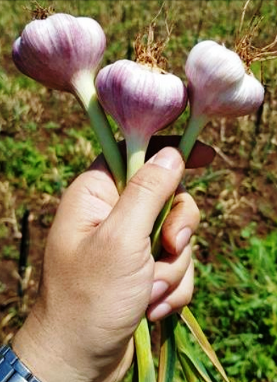 Uma das esp&eacute;cies cultivas &eacute; o alho cateto-roxo