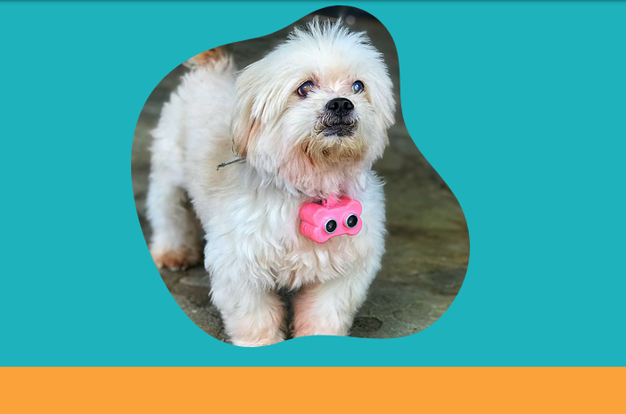 Empreendedora criou dispositivo que vibra ao animal cego se aproximar de um obst&aacute;culo