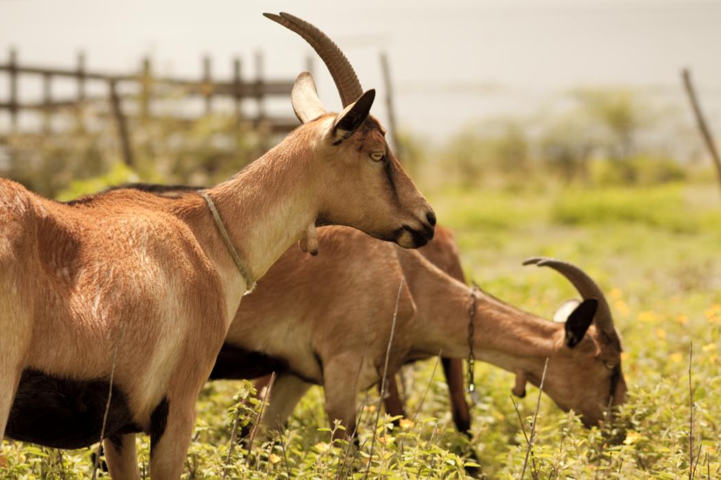 Pecuaristas podem cadastrar animais para comercializa&ccedil;&atilde;o