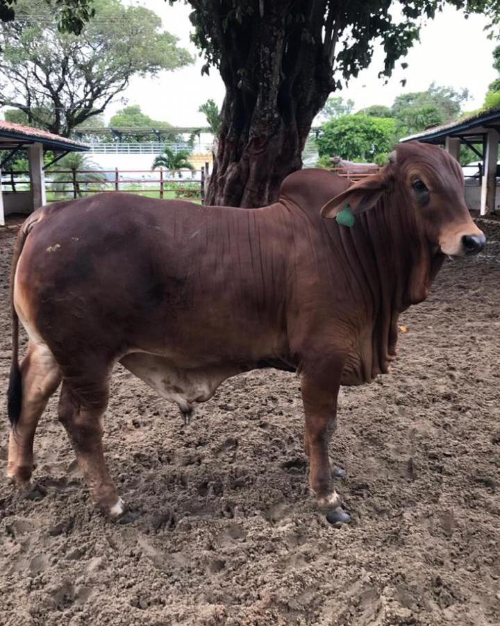 Bovino campe&atilde;o, do produtor J&uacute;nior Teixeira