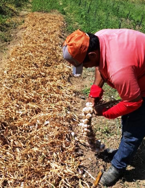 Secagem e produ&ccedil;&atilde;o das tran&ccedil;as dos alhos cultivados