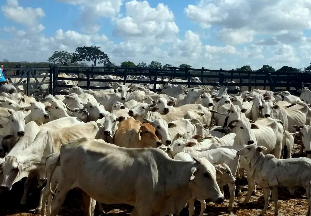 Projeto consegue alinhar por alto o n&iacute;vel do padr&atilde;o gen&eacute;tico do rebanho