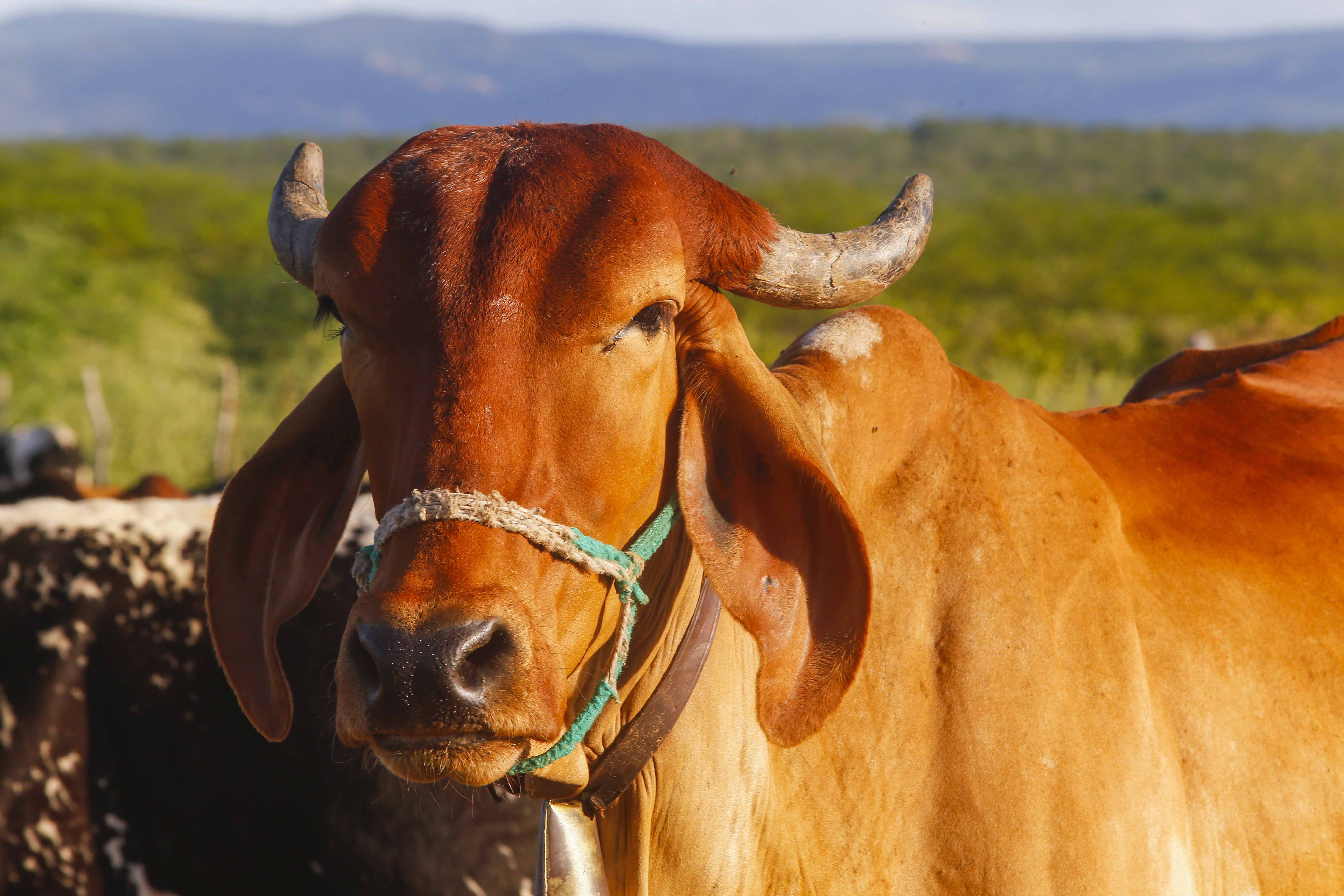 É possível cadastrar bovinos ou animais de qualquer tipo de rebanho