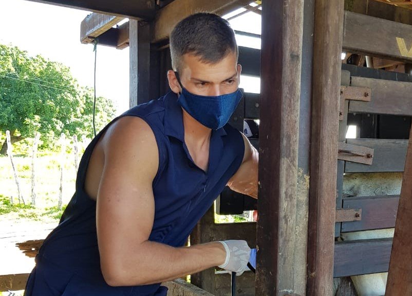 Insemina&ccedil;&atilde;o &eacute; feita pela equipe t&eacute;cnica do Instituto BioSist&ecirc;mico