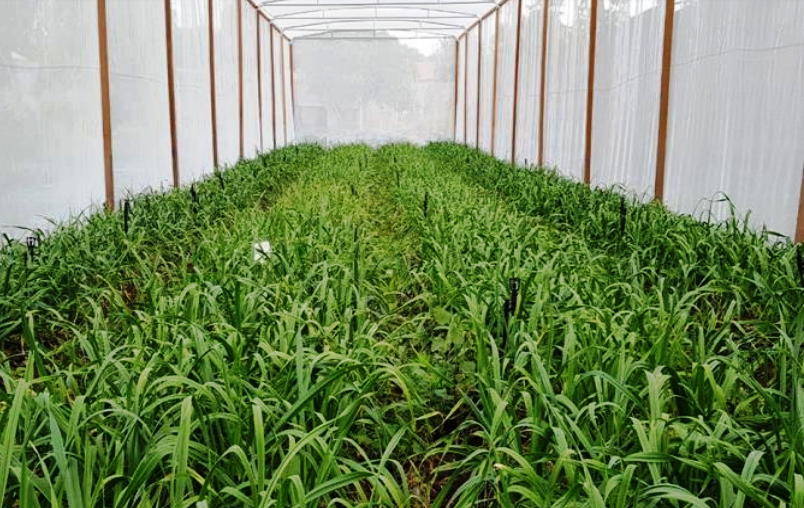 Planta&ccedil;&atilde;o da variedade em telado em uma das &aacute;reas produtoras