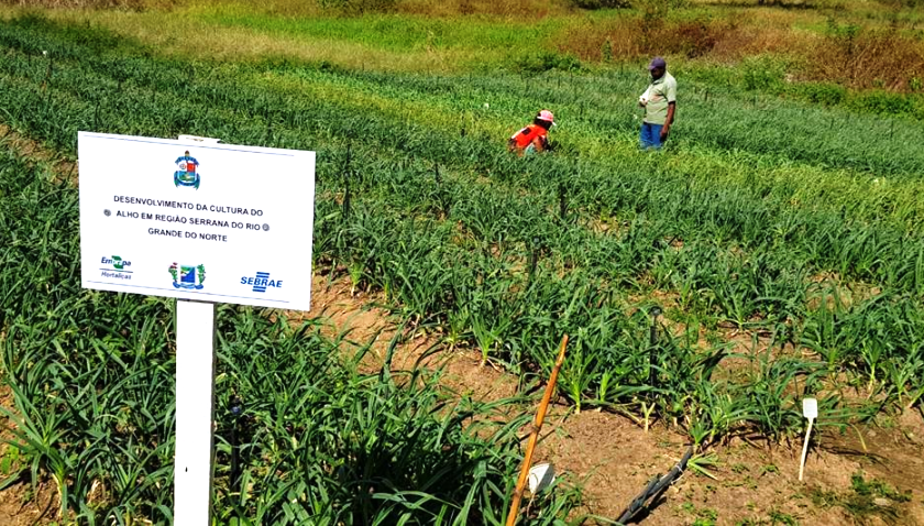 Cultivo ocorre em tr&ecirc;s propriedades do munic&iacute;pio de Portalegre