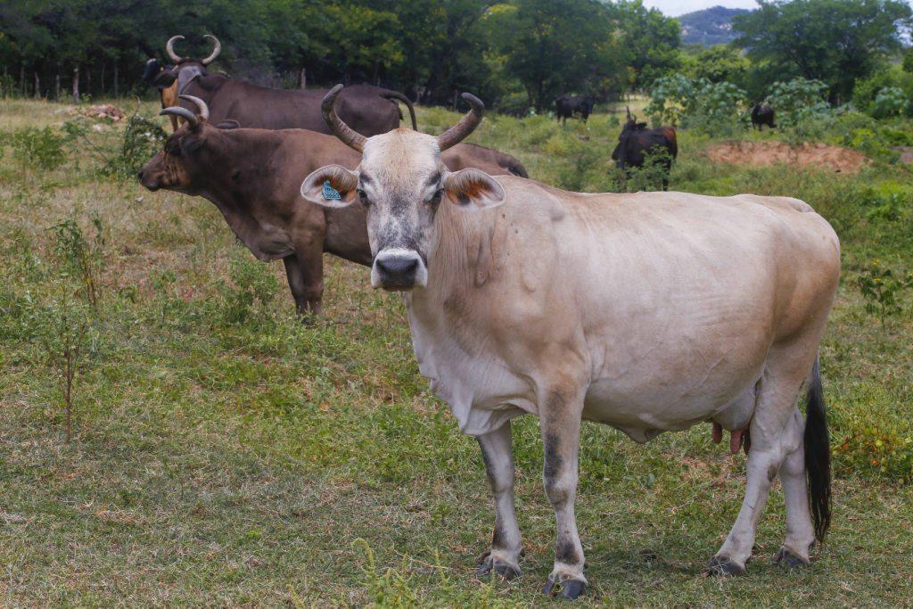 Pecuaristas podem comprar ou vender animais pelo app Agrobatida
