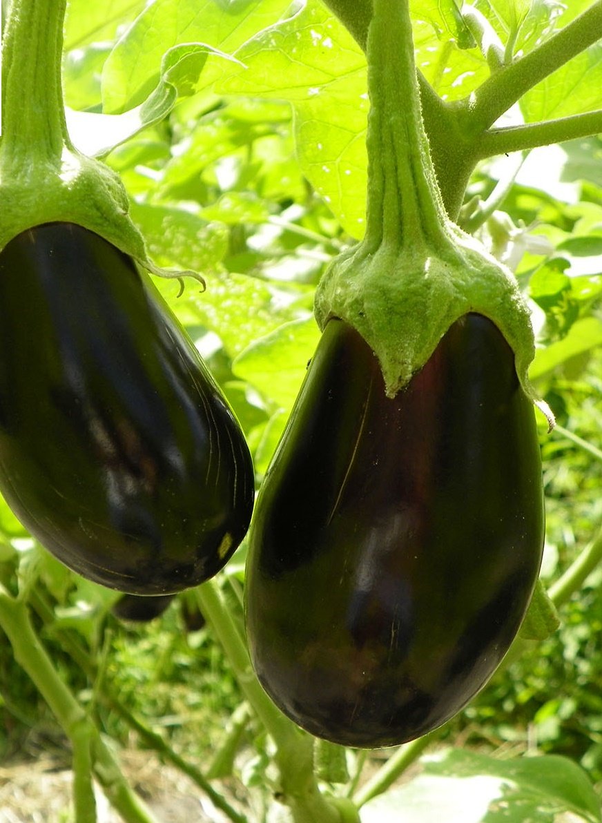 Cultivo org&acirc;nico de beringela 