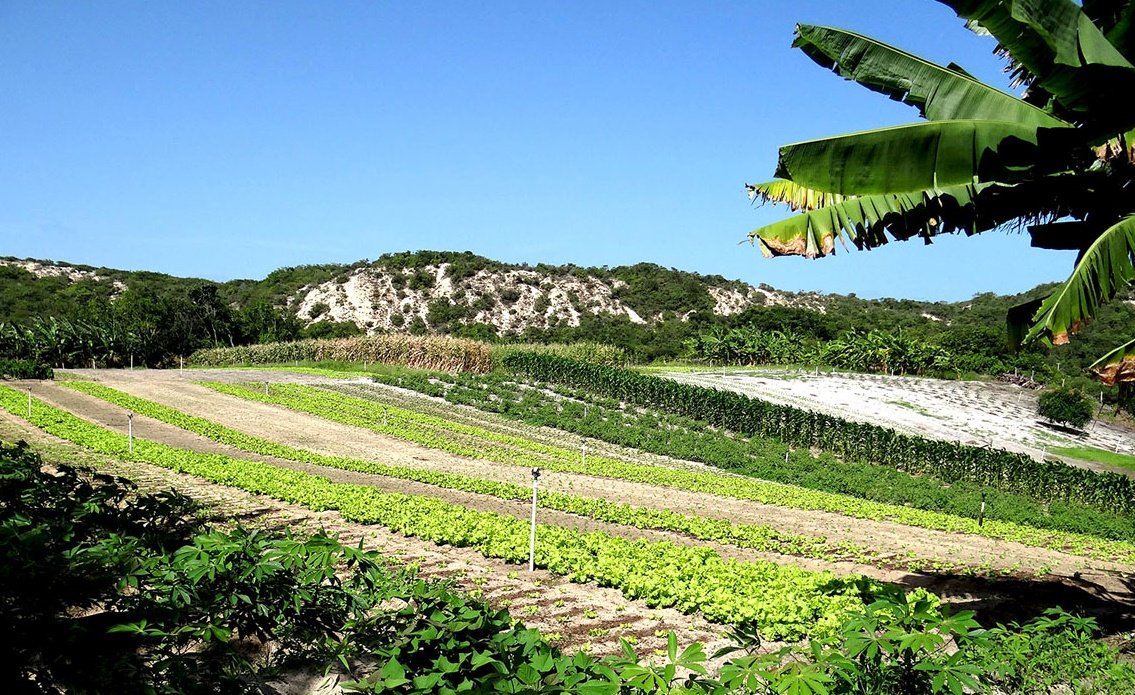 Setor previa um crescimento de 10% neste ano, proje&ccedil;&atilde;o frustrada devido &agrave; pandemia
