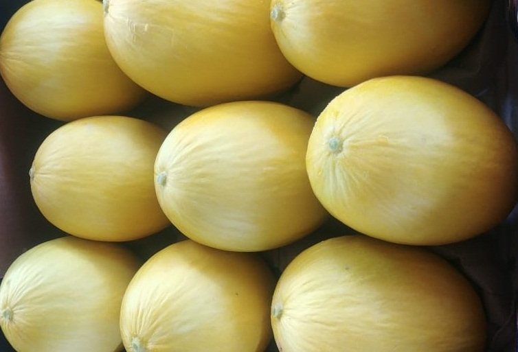 RN exportou em outubro deste ano mais de 26 mil toneladas de mel&atilde;o