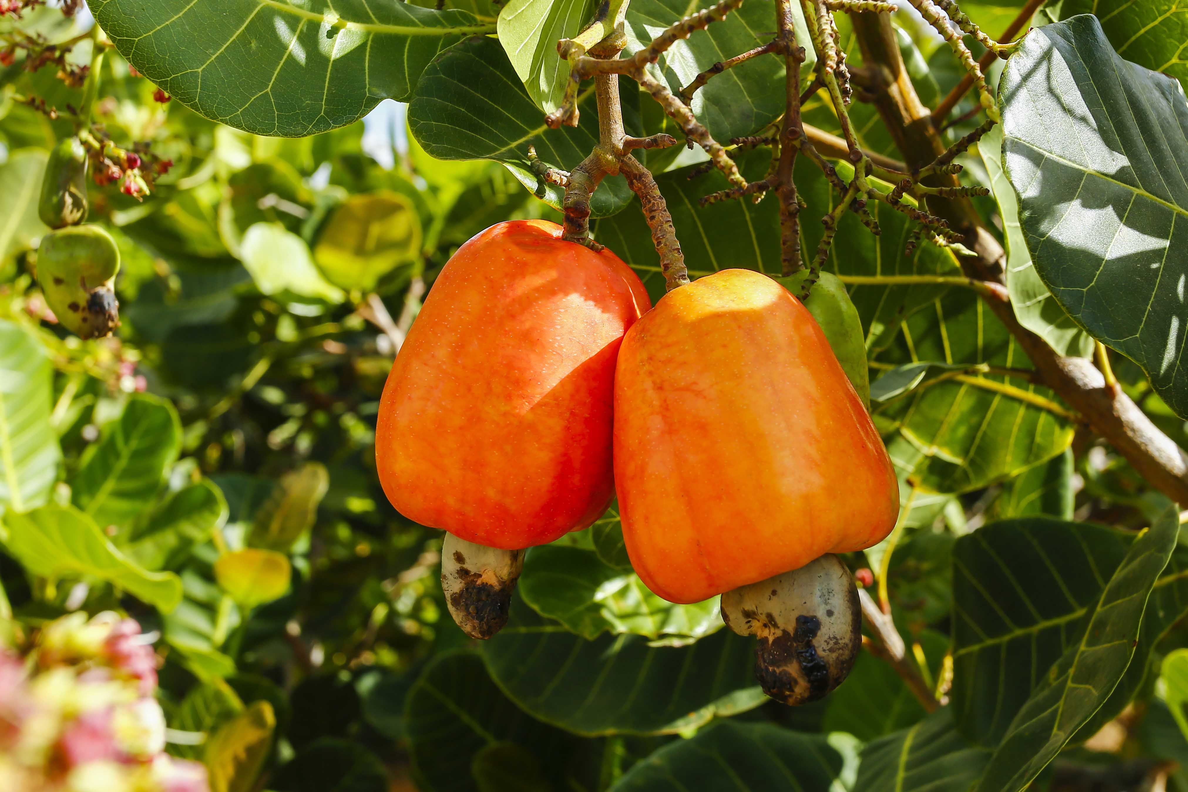 Desafio &eacute; buscar novos mercados para as frutas tropicais brasileiras