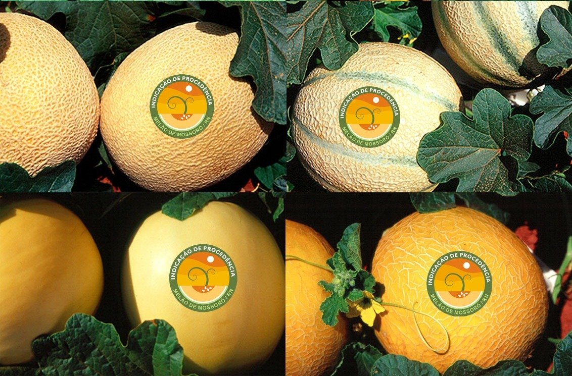 Mel&atilde;o produzido em Mossor&oacute; tem selo de Indica&ccedil;&atilde;o Geogr&aacute;fica (IG)