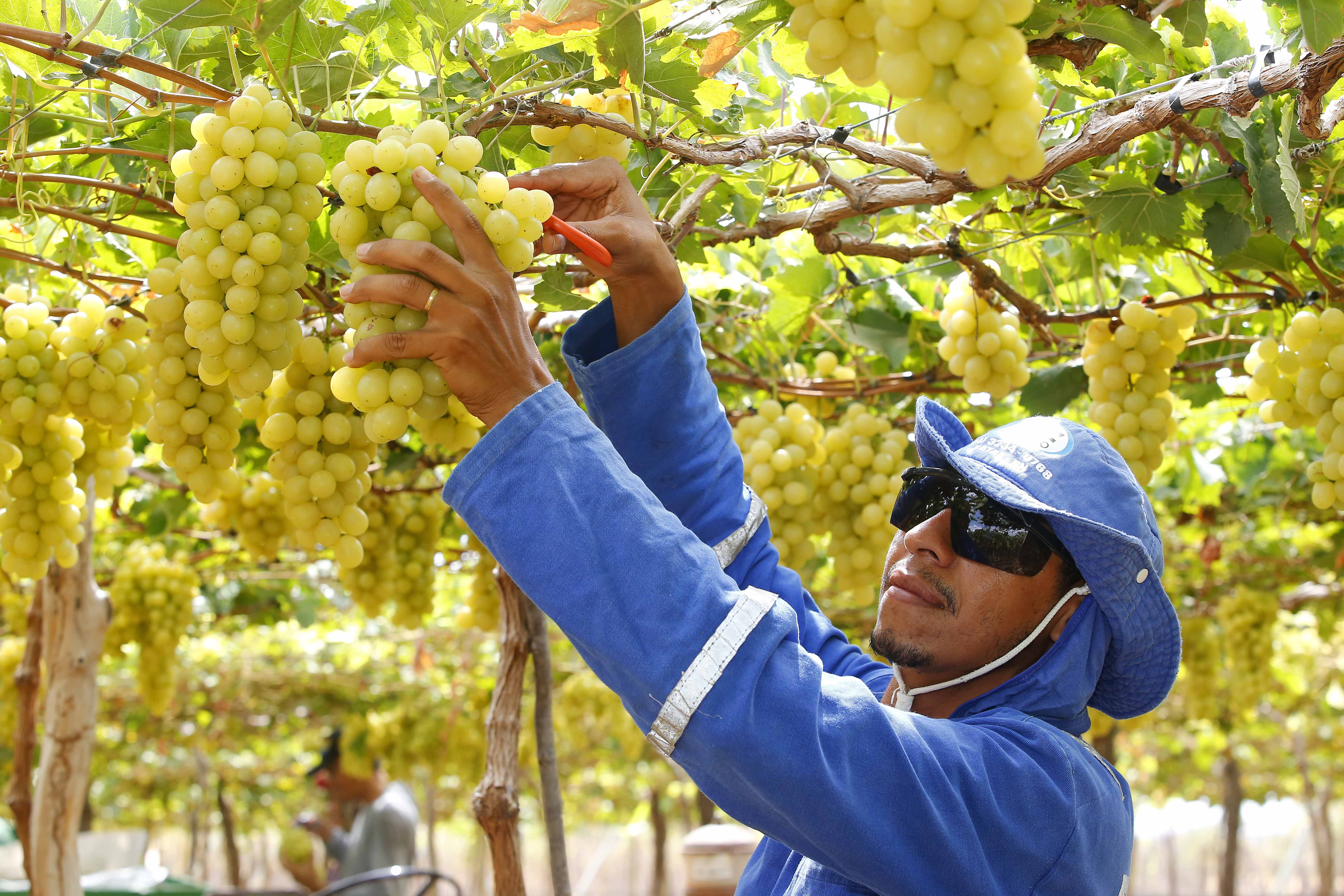 RN come&ccedil;a a diversificar cultivos com frutas, como uvas, morangos e figos
