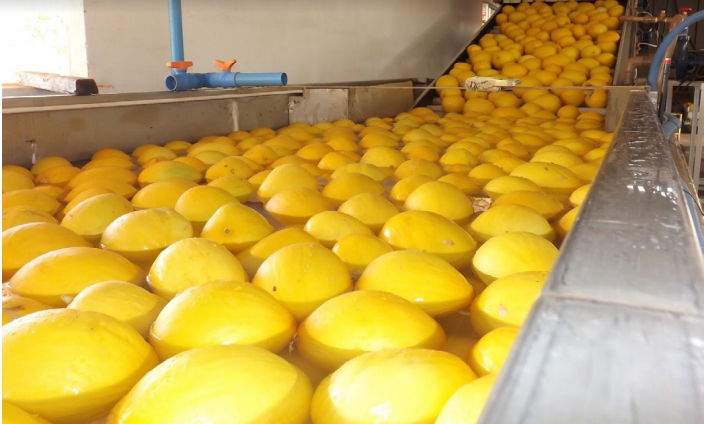 L&iacute;deres no ranking das exporta&ccedil;&otilde;es, os mel&otilde;es comercializados no mercado internacional em 2020 somaram mais de US$ 95 milh&otilde;es